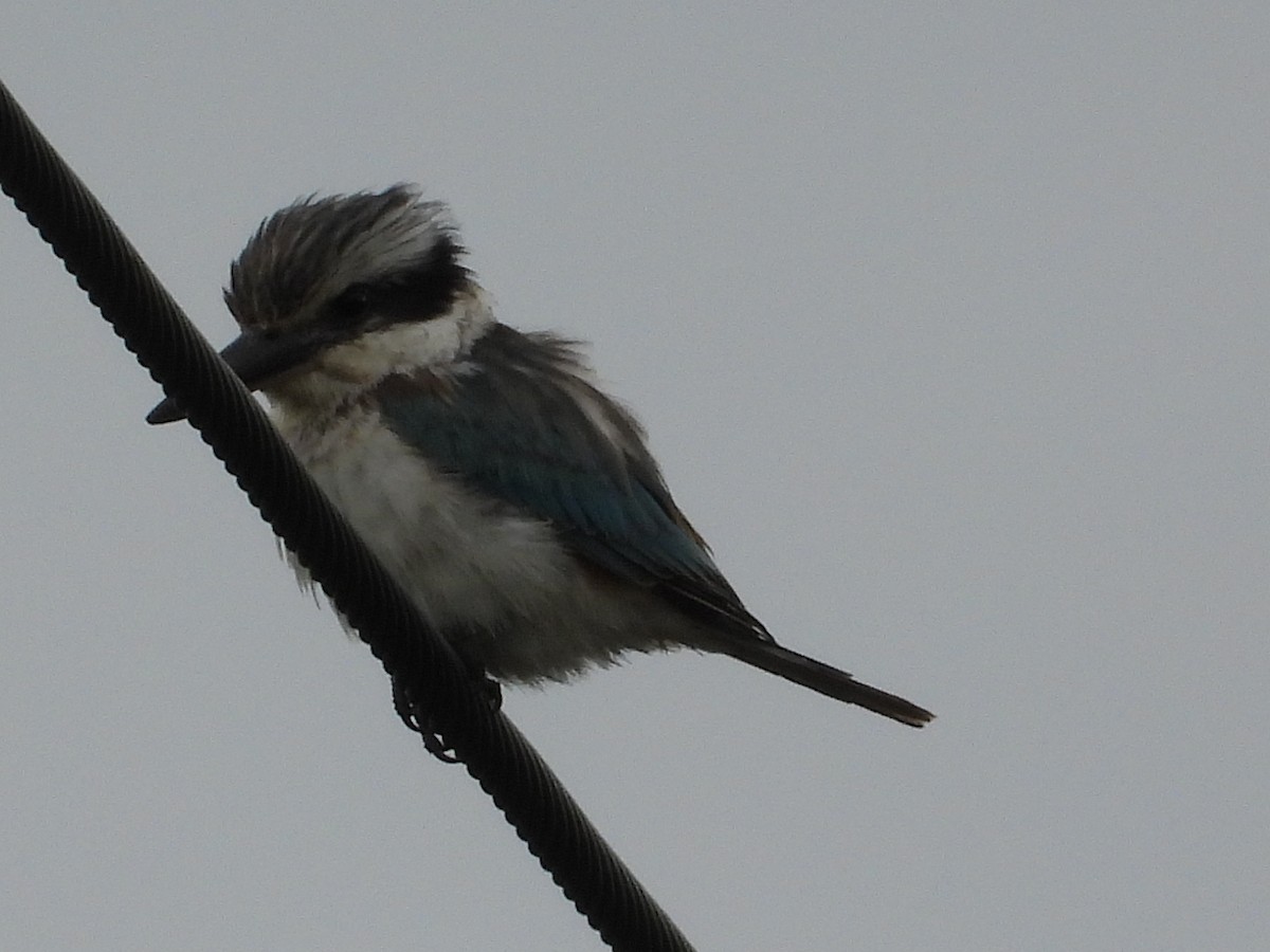 Red-backed Kingfisher - ML619718803
