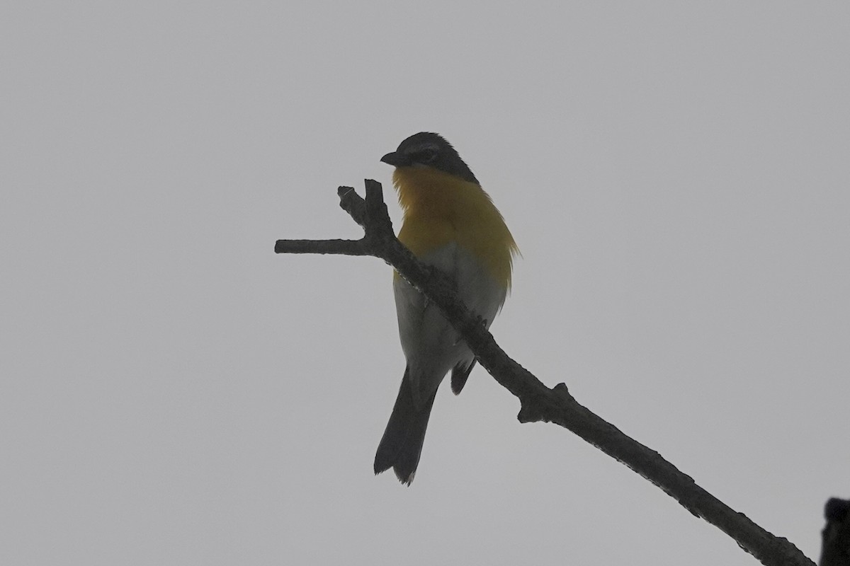 Yellow-breasted Chat - ML619718812