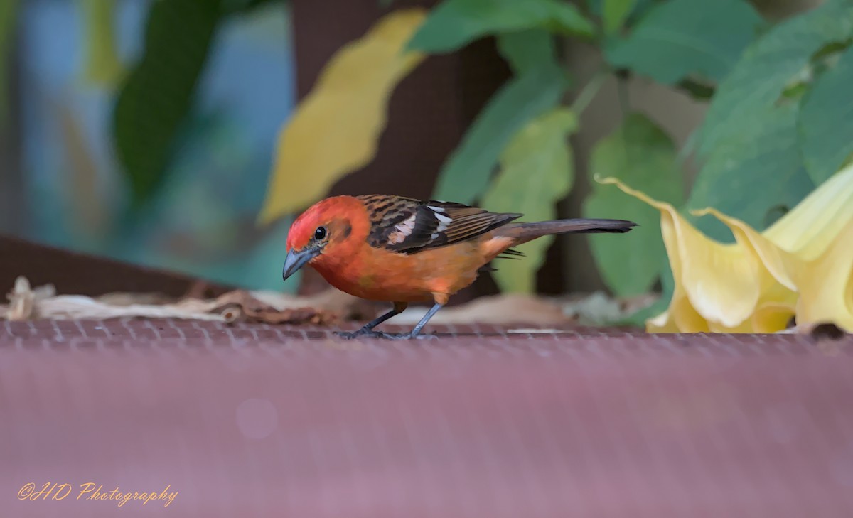 Flame-colored Tanager - ML619718825