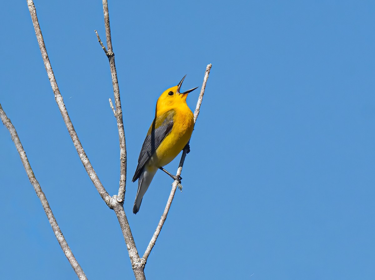 Prothonotary Warbler - ML619718845