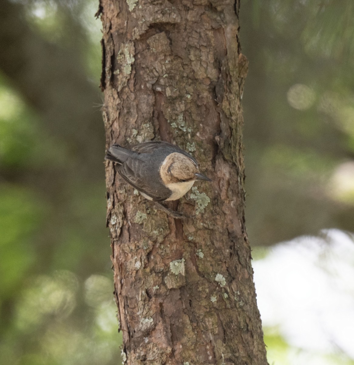 Brown-headed Nuthatch - ML619718866