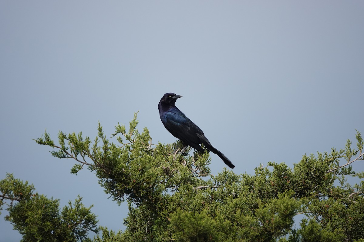 Boat-tailed Grackle - ML619718897