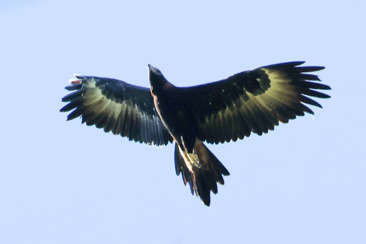 Wedge-tailed Eagle - ML619718910