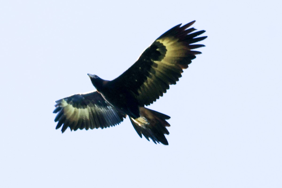 Wedge-tailed Eagle - ML619718911