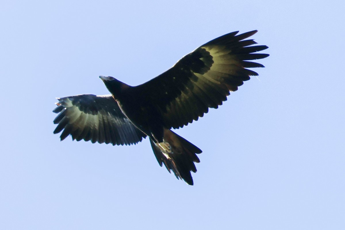Wedge-tailed Eagle - ML619718912