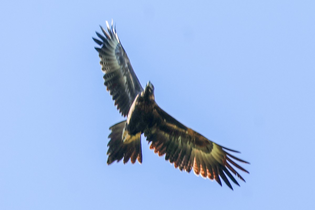 Wedge-tailed Eagle - ML619718914