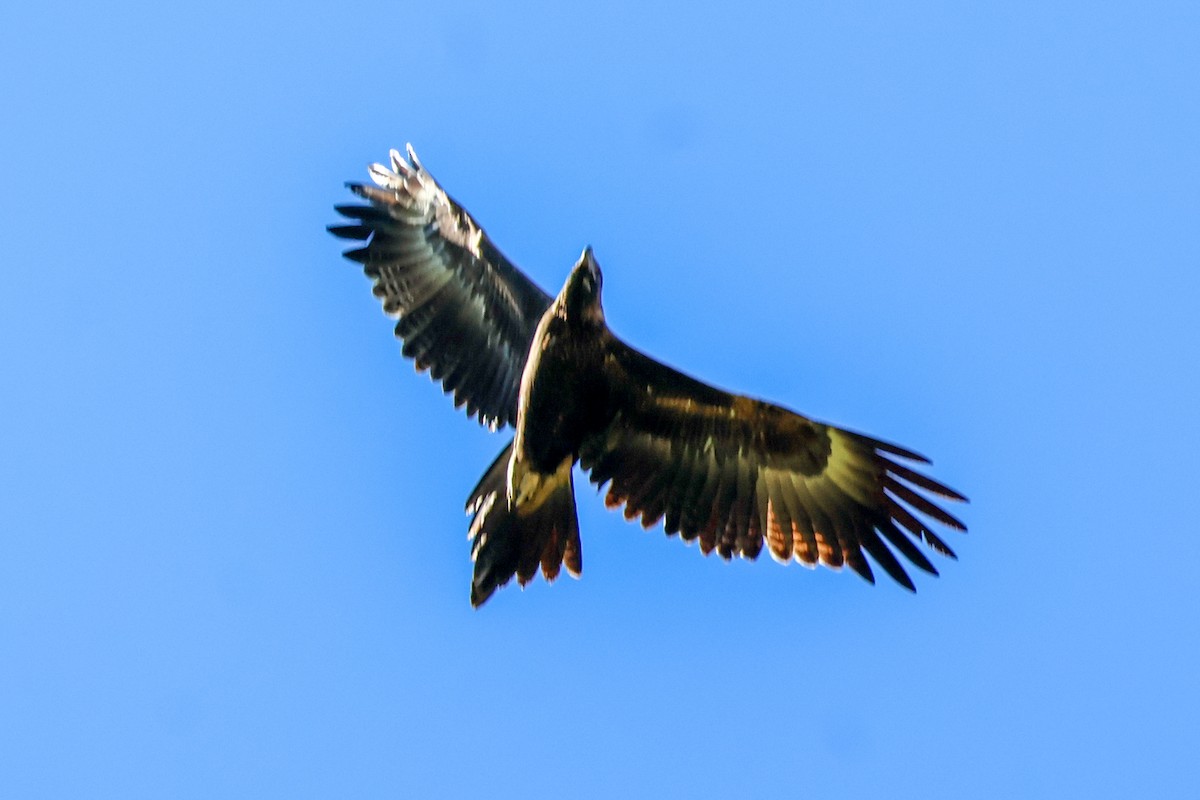 Wedge-tailed Eagle - ML619718915