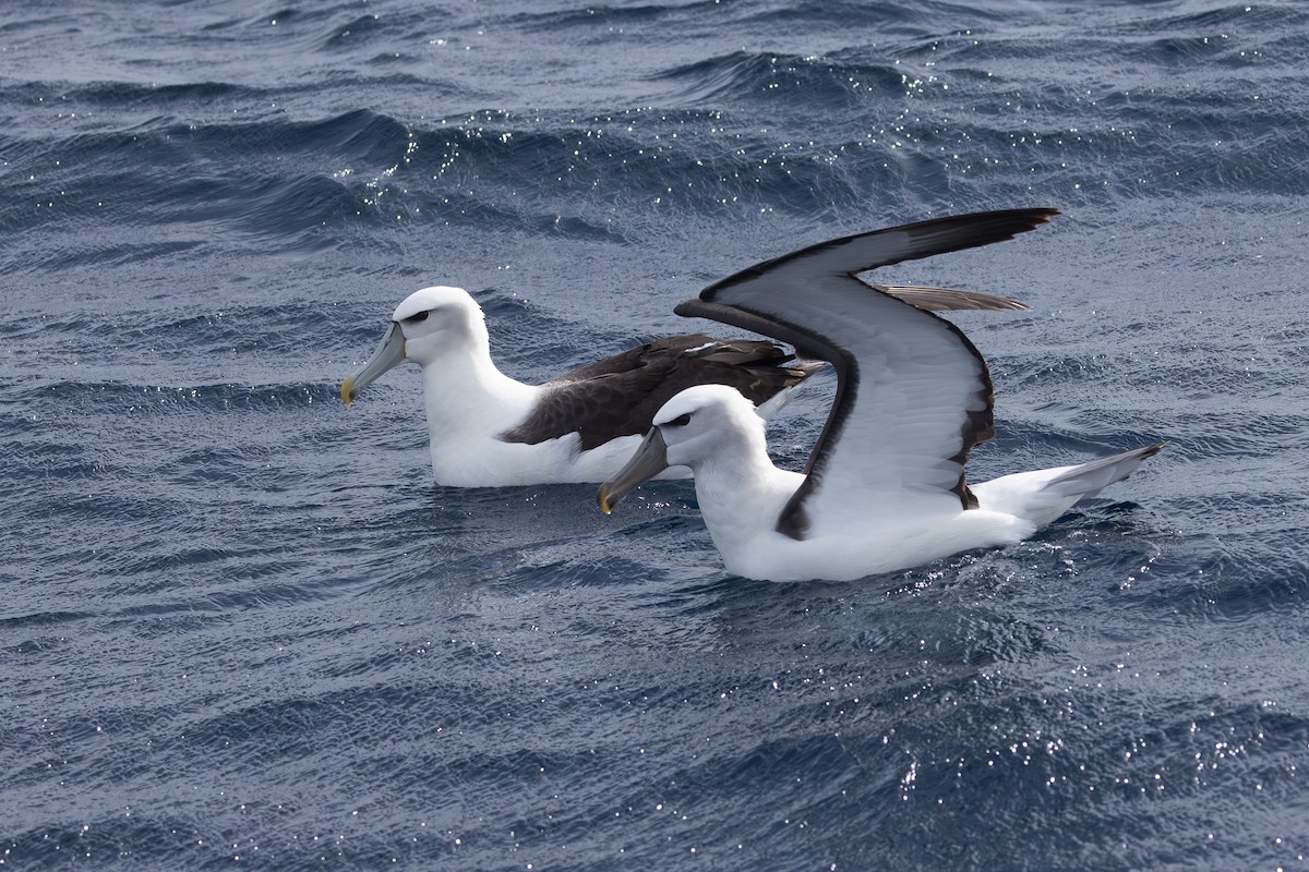 White-capped Albatross - ML619718944