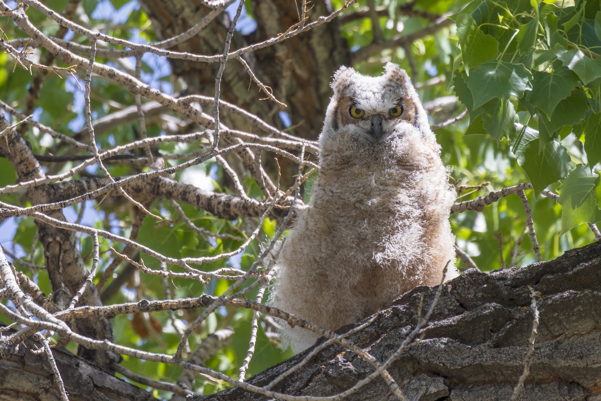 Great Horned Owl - ML619718950