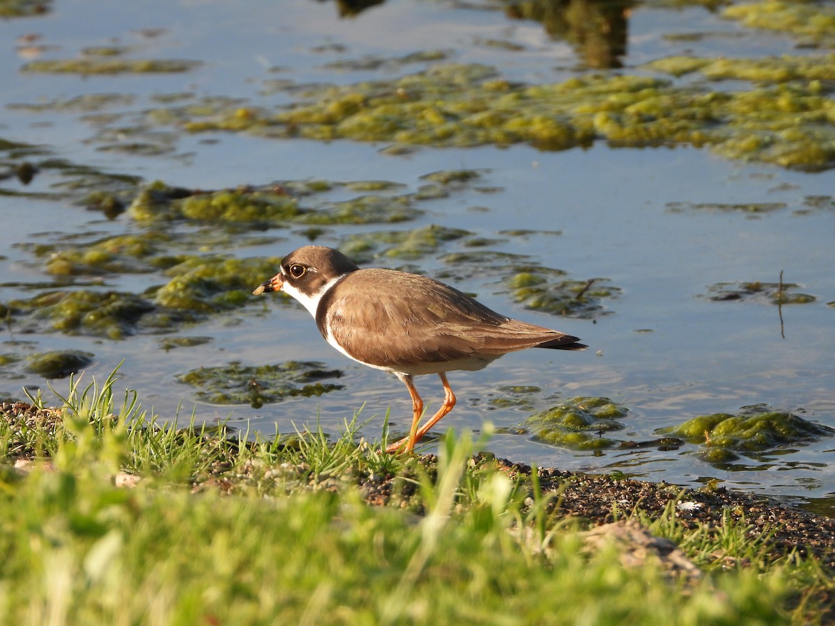 Semipalmated Plover - ML619718998