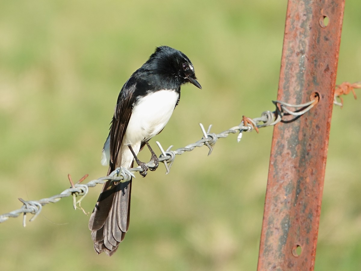 Willie-wagtail - ML619719004