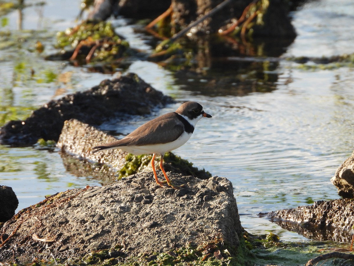 Semipalmated Plover - ML619719026