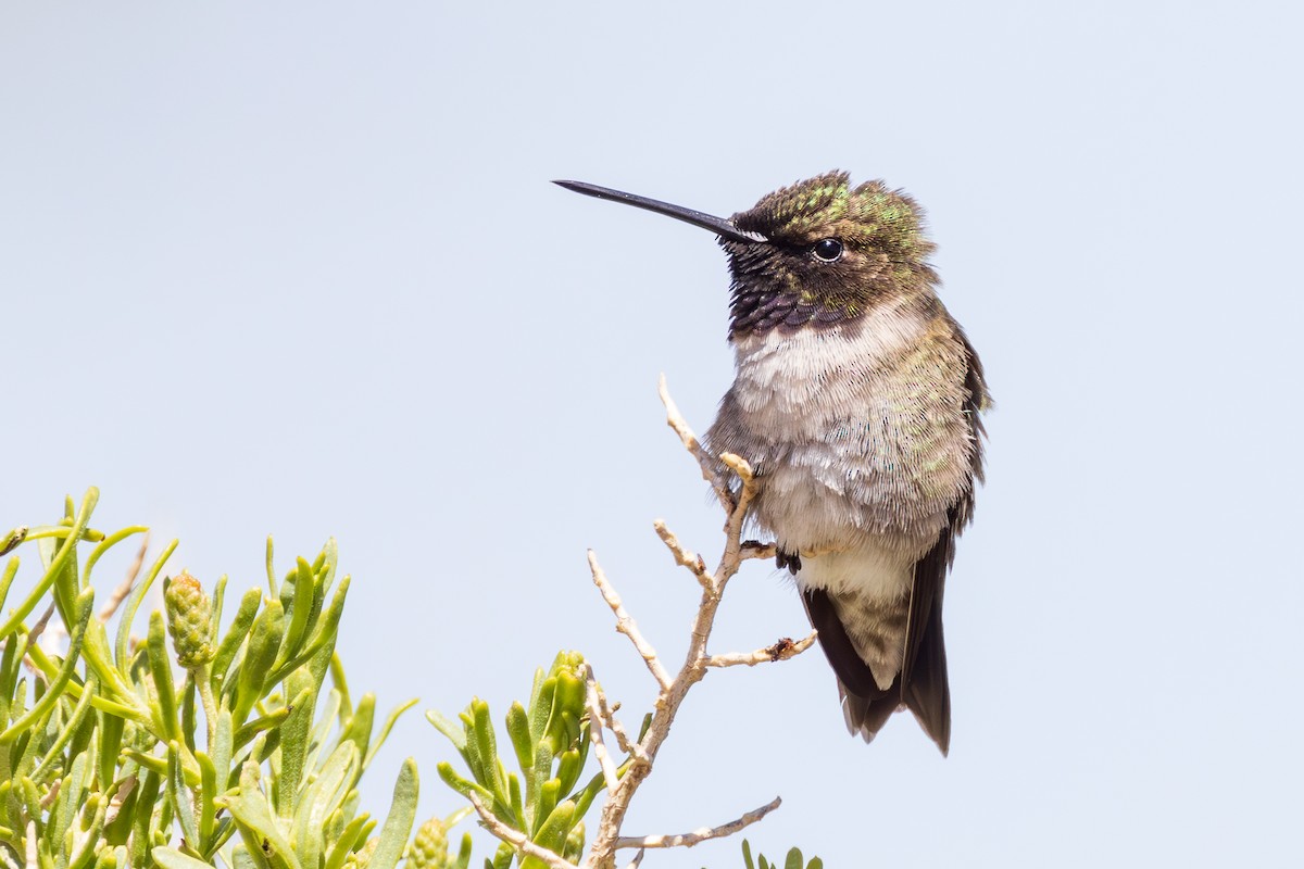 Black-chinned Hummingbird - ML619719122