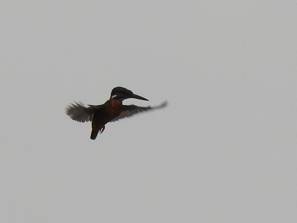 Common Kingfisher - ML619719136