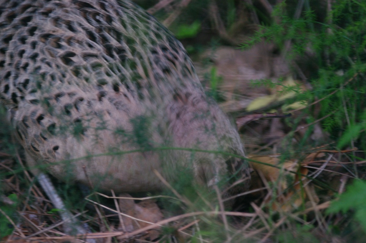 Ring-necked Pheasant - ML619719137