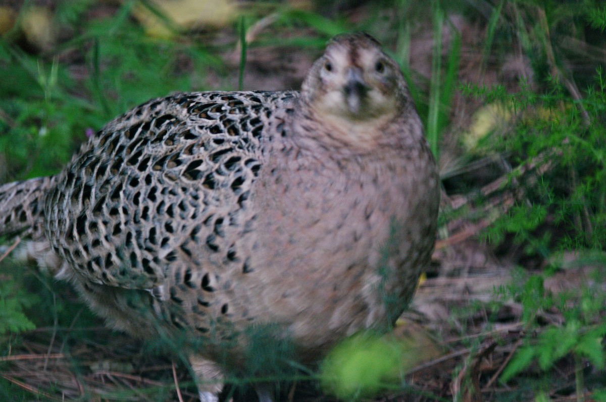 Ring-necked Pheasant - ML619719142