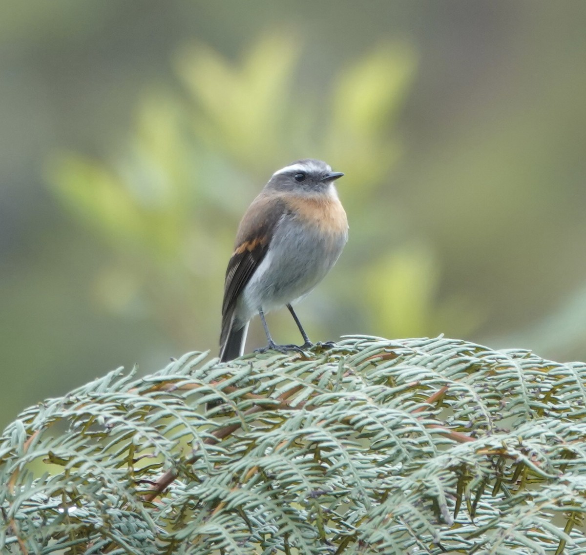 Rufous-breasted Chat-Tyrant - ML619719147