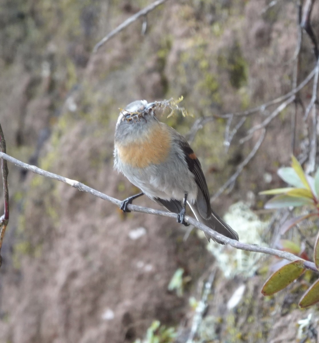 Rufous-breasted Chat-Tyrant - ML619719148