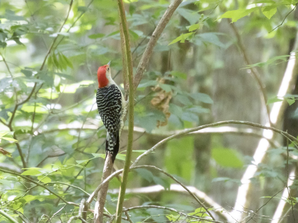 Red-bellied Woodpecker - ML619719164