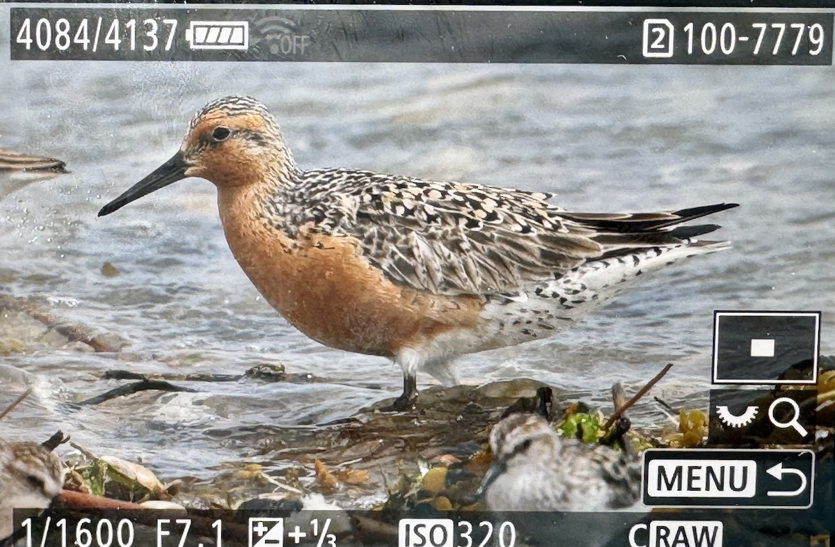 Red Knot - ML619719210