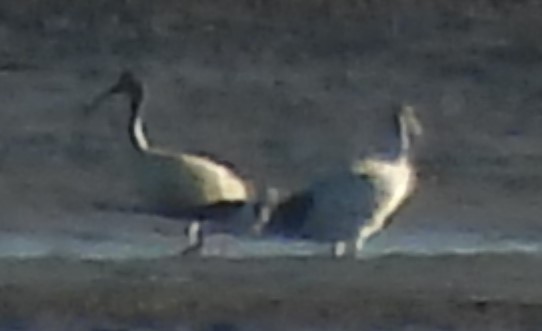 ibis australský - ML619719225