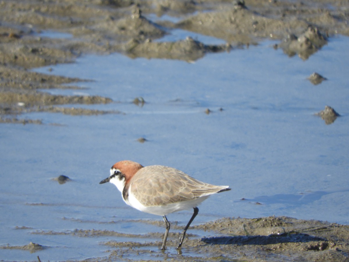 Red-capped Plover - ML619719226