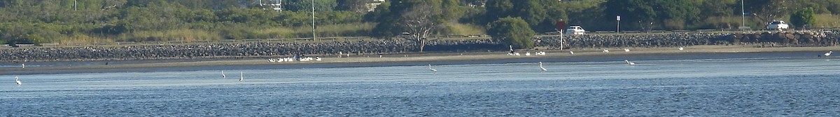 pelikán australský - ML619719281
