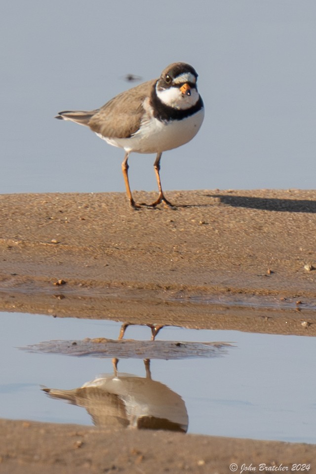 Piping Plover - ML619719291