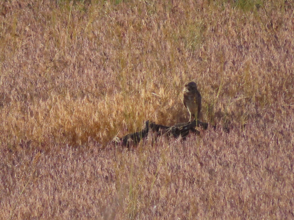 Burrowing Owl (Western) - ML619719349