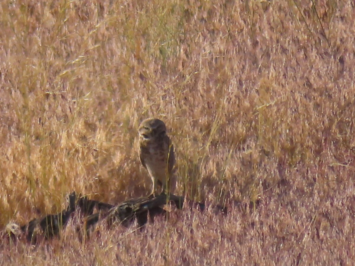 Burrowing Owl (Western) - ML619719350