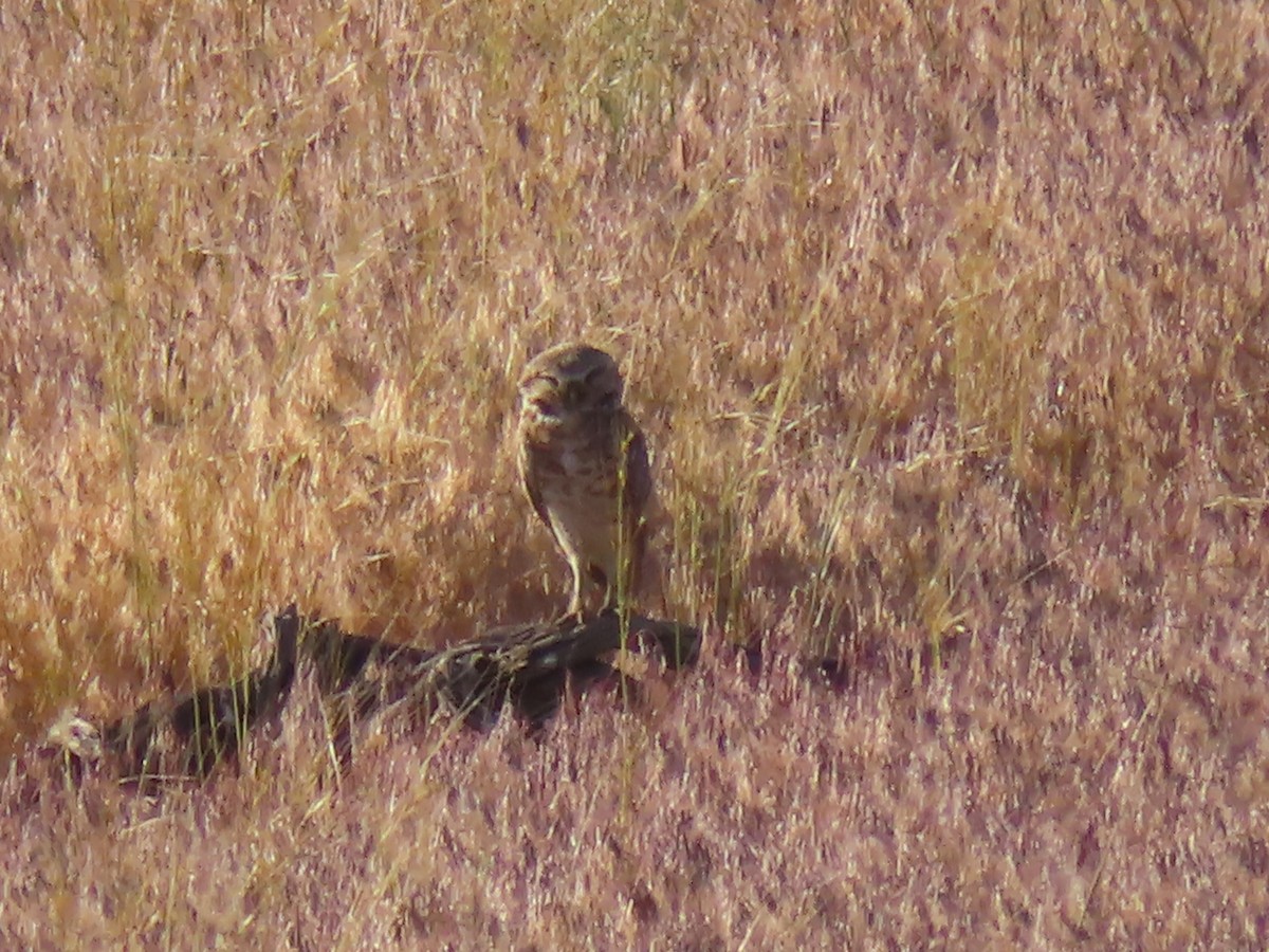 Burrowing Owl (Western) - ML619719354