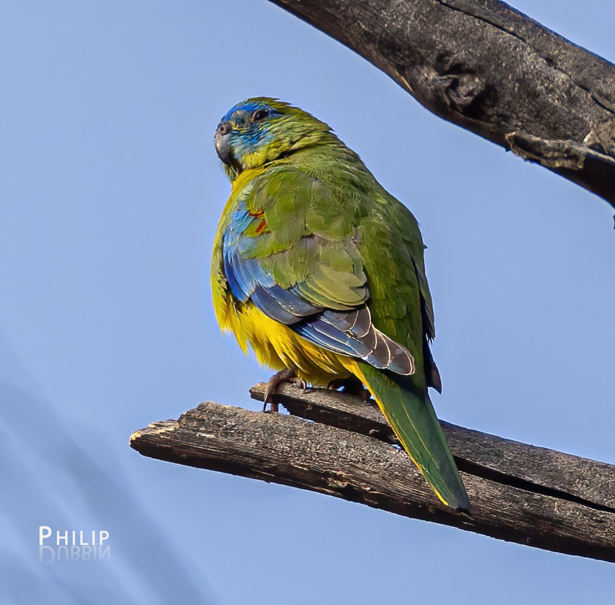 Turquoise Parrot - ML619719377