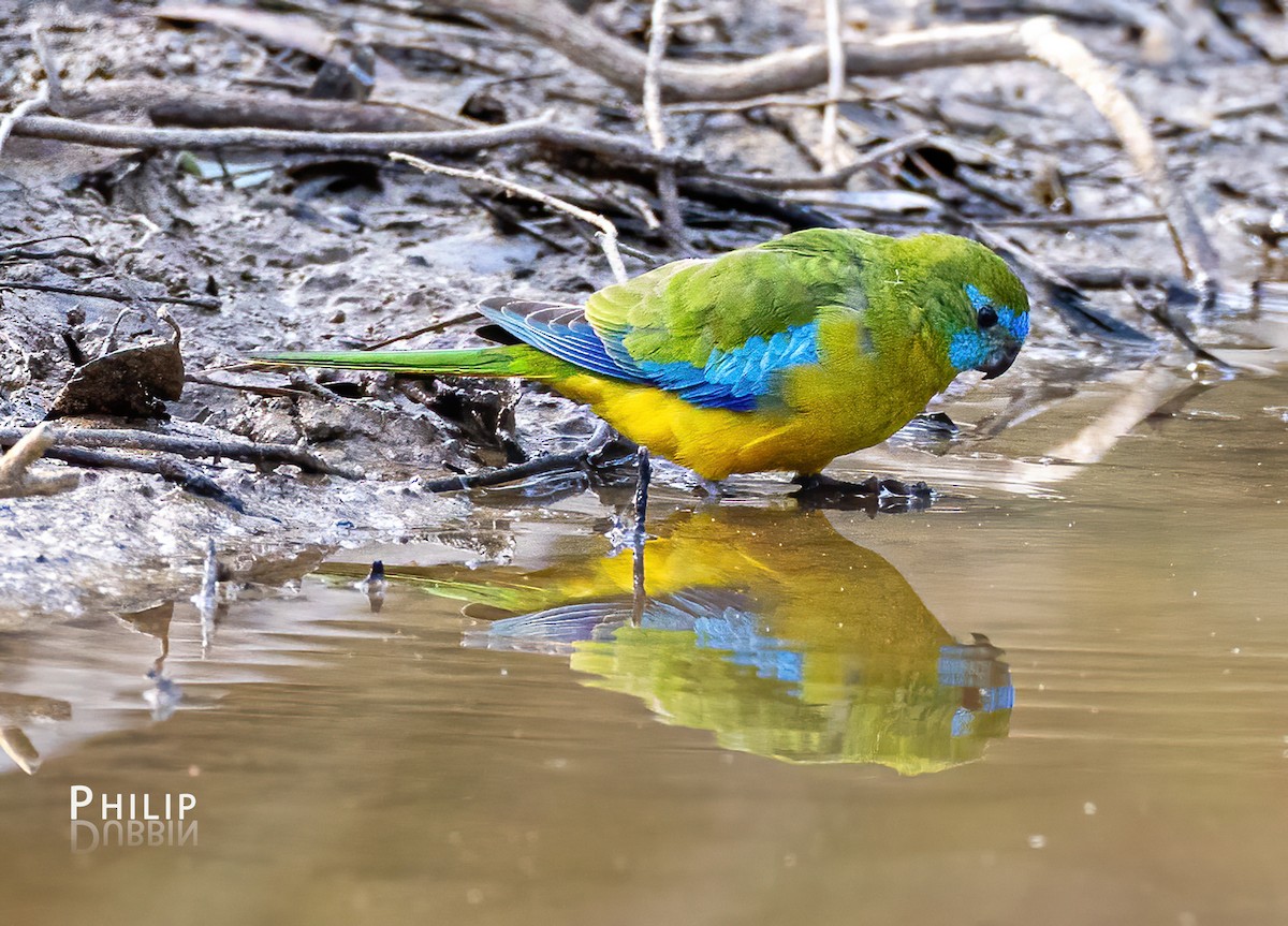 Turquoise Parrot - ML619719378