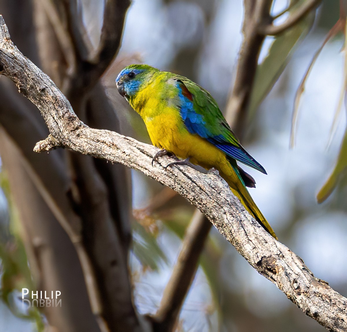 Turquoise Parrot - ML619719382