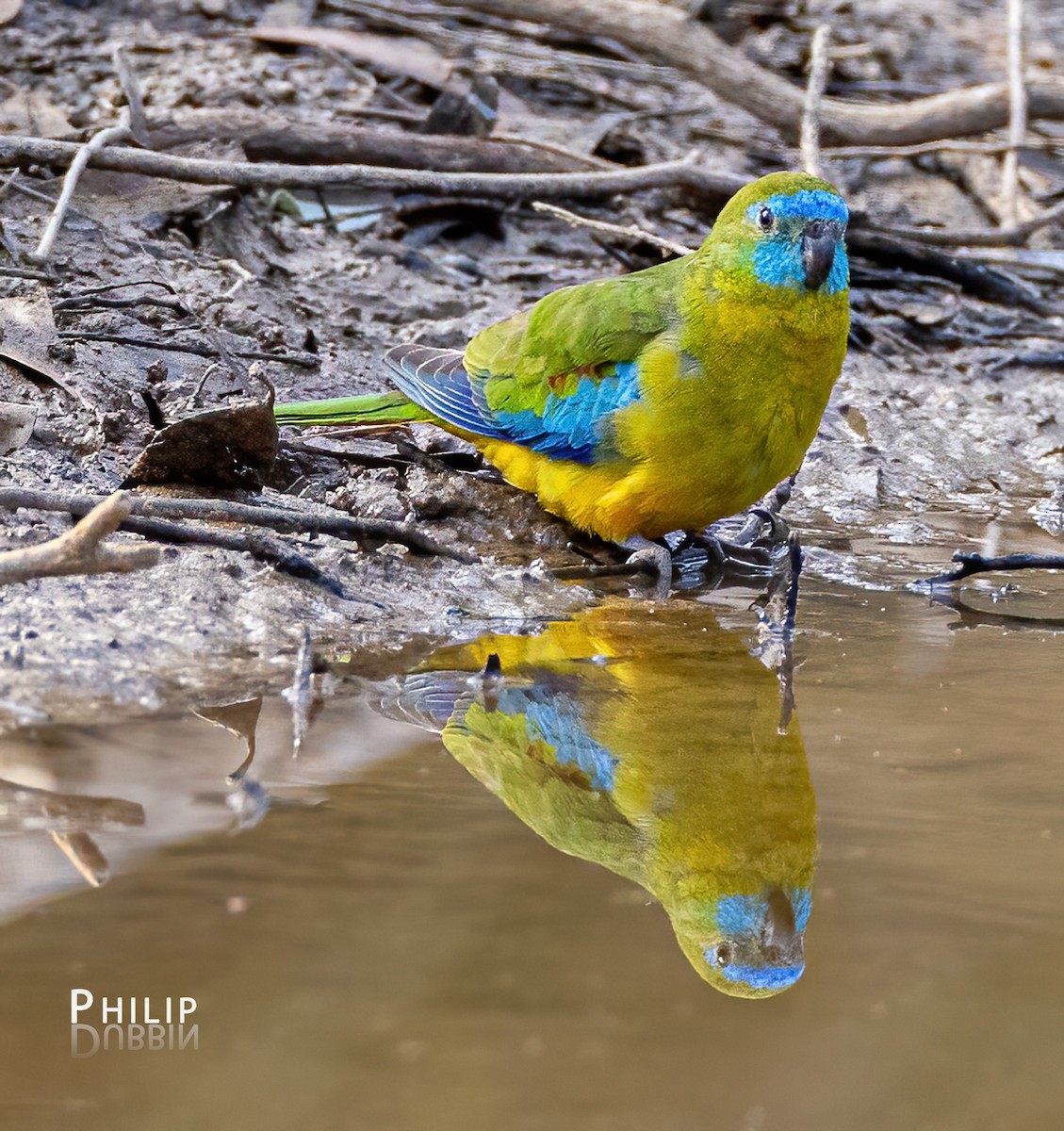 Turquoise Parrot - ML619719383