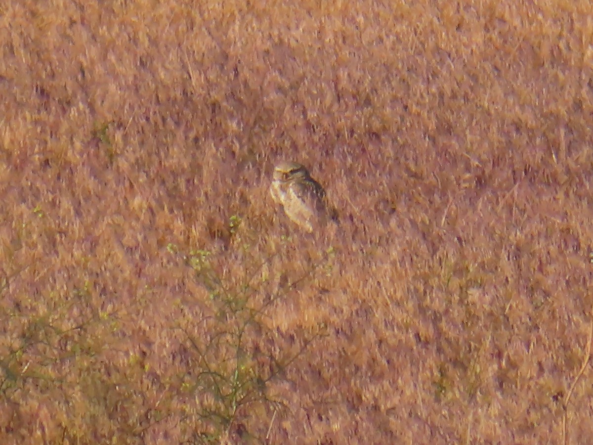 Burrowing Owl (Western) - ML619719387