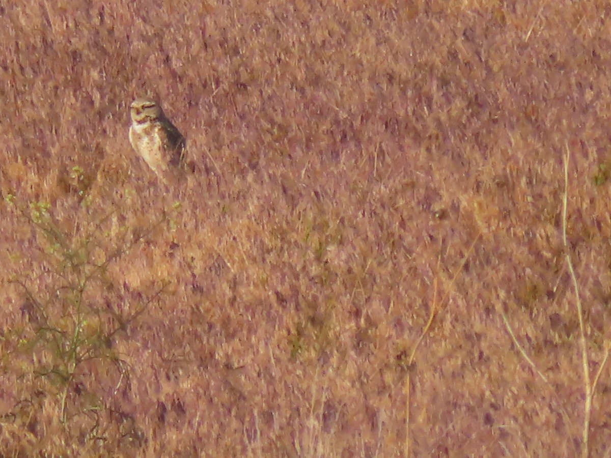 Burrowing Owl (Western) - ML619719390