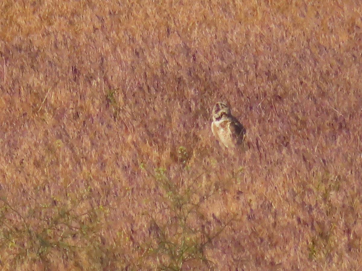 Burrowing Owl (Western) - ML619719394