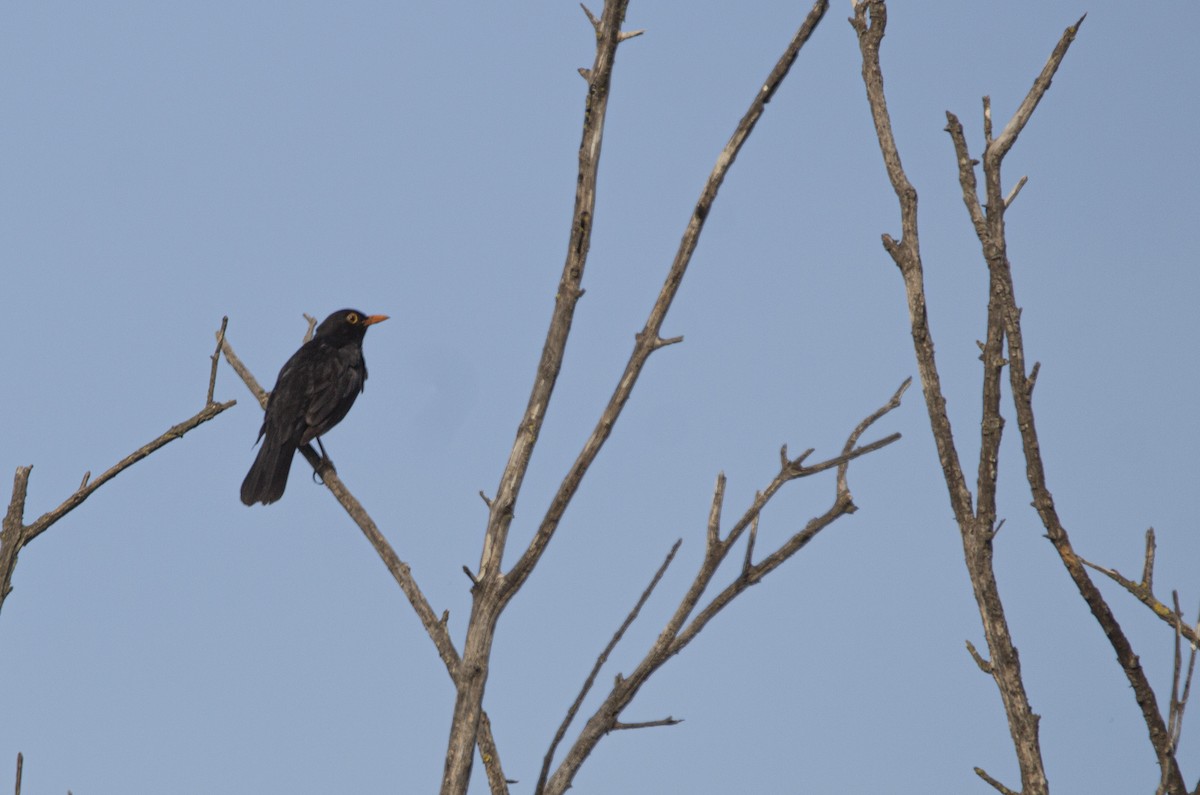 Eurasian Blackbird - ML619719399