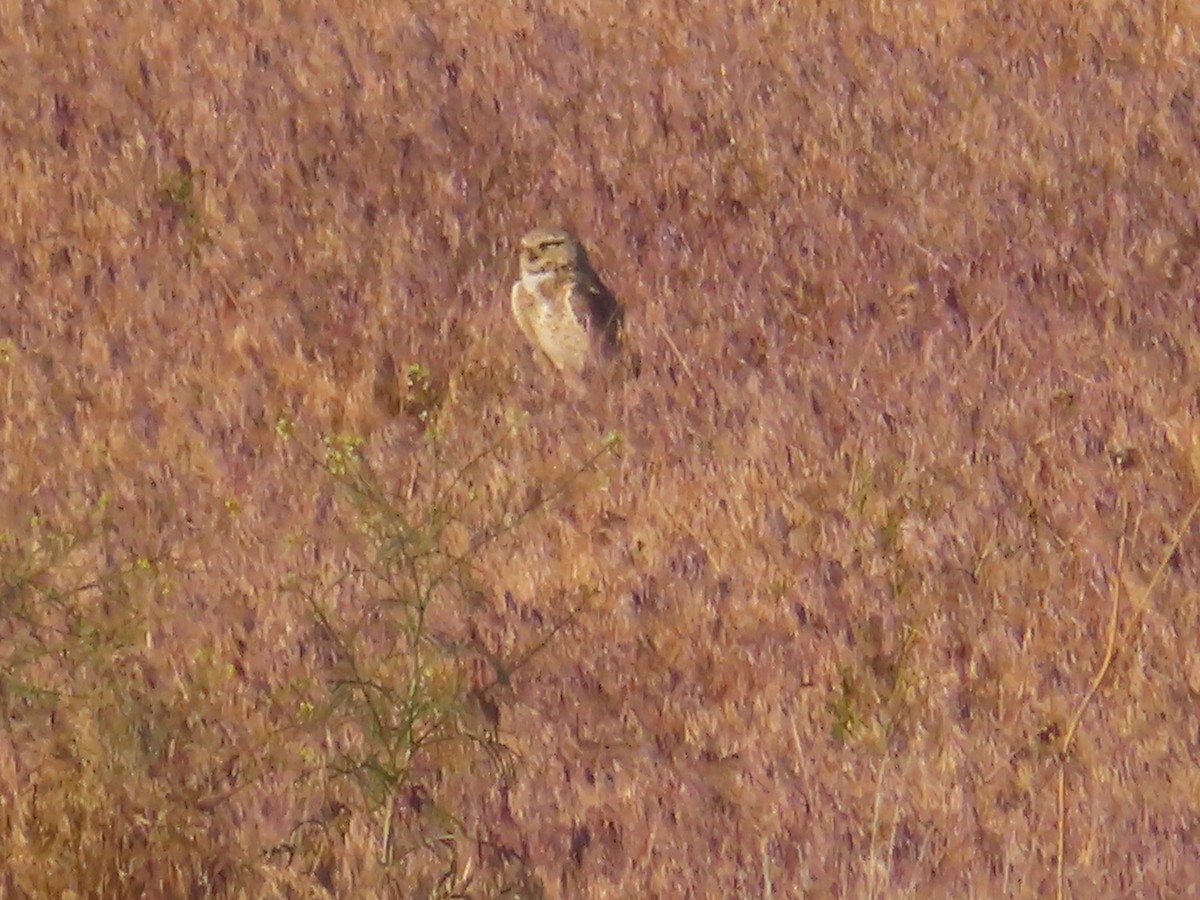 Burrowing Owl (Western) - ML619719401