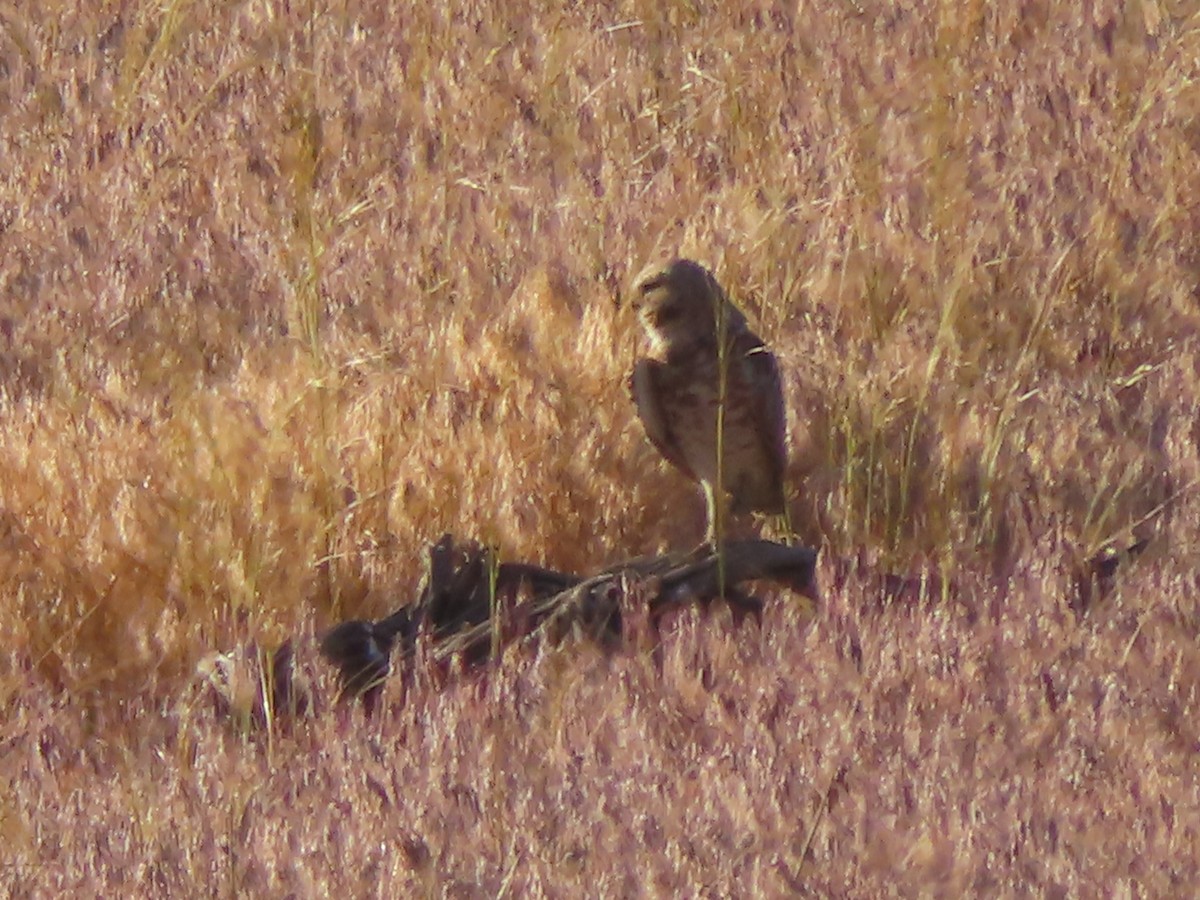 Burrowing Owl (Western) - ML619719410
