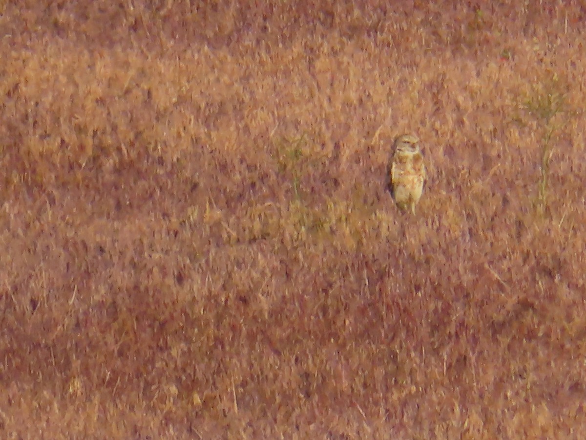 Burrowing Owl (Western) - ML619719419