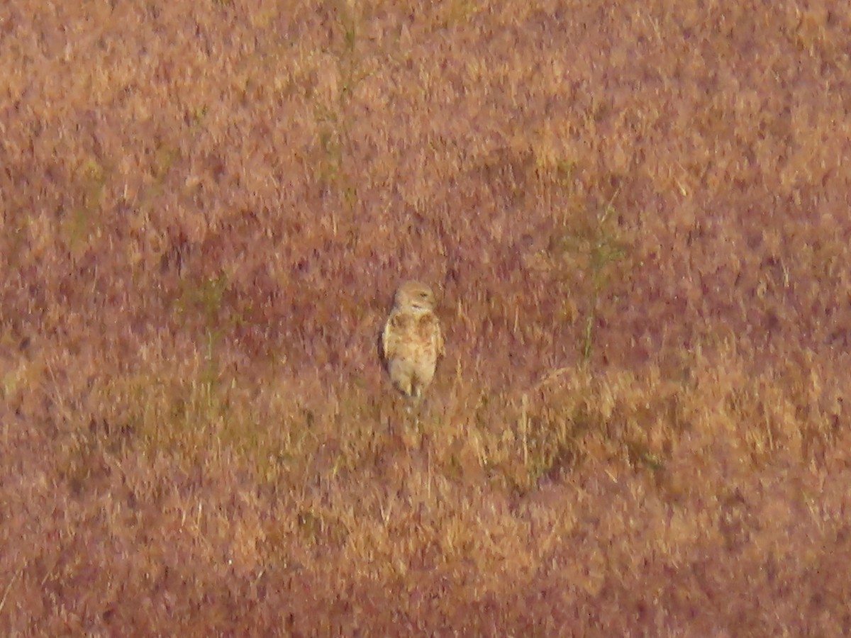 Burrowing Owl (Western) - ML619719435