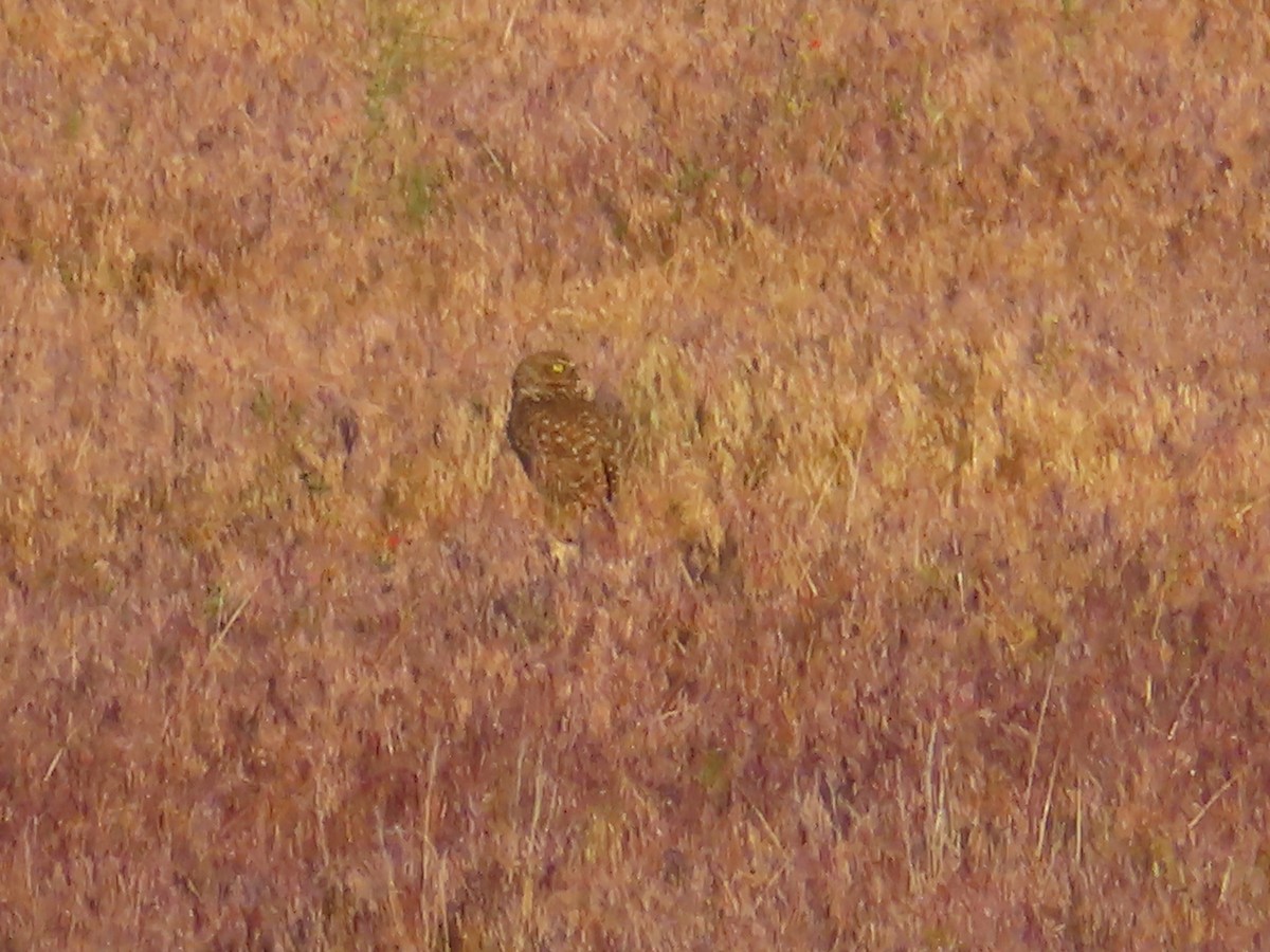 Burrowing Owl (Western) - ML619719484