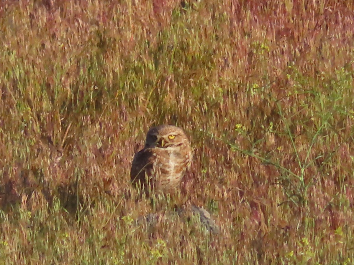 Burrowing Owl (Western) - ML619719512