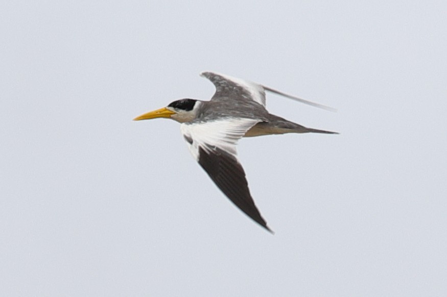 Large-billed Tern - ML619719519