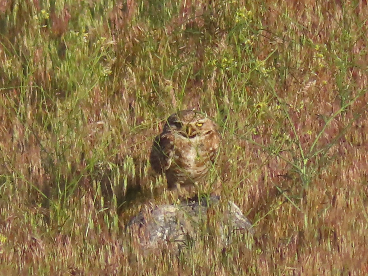 Burrowing Owl (Western) - ML619719536