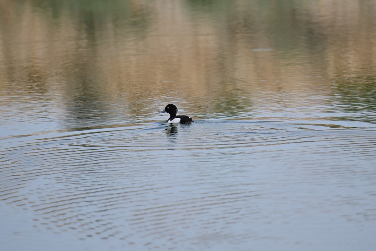 Tufted Duck - ML619719558