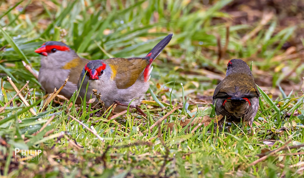 Red-browed Firetail - ML619719565