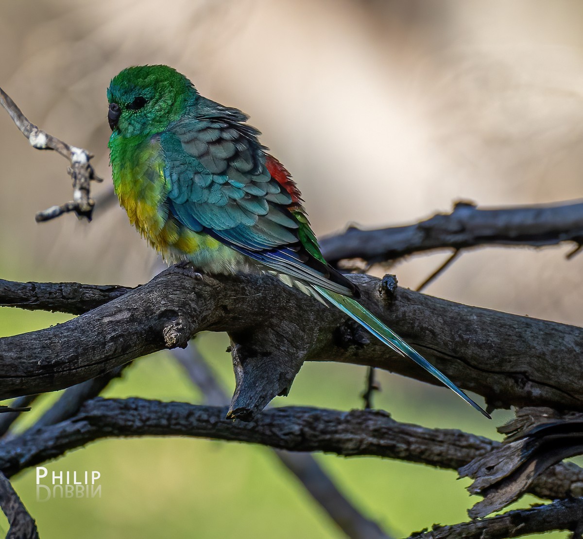 Red-rumped Parrot - ML619719619